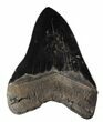 Serrated, Megalodon Tooth - Black/Grey Blade #63141-1